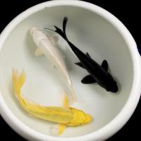 冷水锦鲤黑金白金黄锦龙凤招财黑鱼金鱼活体直销批发镇宅 黑+黄+白11-13cm各一条