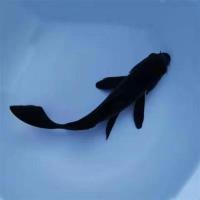 冷水锦鲤黑金白金黄锦龙凤招财黑鱼金鱼活体直销批发镇宅 黑金14-16cm1条