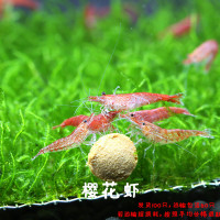 樱花虾观赏虾极火虾琉璃虾黄金宠物工具虾淡水活体好养除藻虾套餐 樱花100只