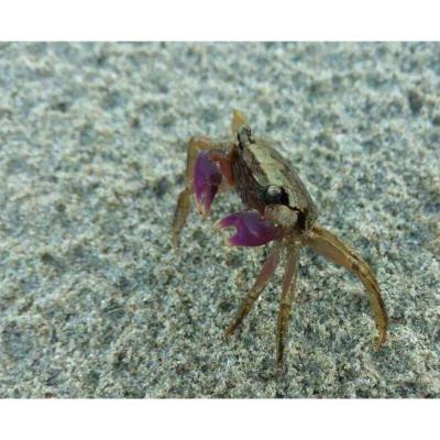 淡水迷你观赏蟹 樱桃蟹可深水饲养 不伤鱼虾 1-2厘米