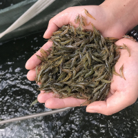 黑壳虾除藻淡水活体宠物水草虾清洁饲料工具鱼缸小草缸造景观赏虾 25只黑壳虾送25只 顺丰