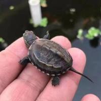 [家养乌龟]中华草龟苗金线墨龟观赏招财活体水龟小乌龟活物宠物 4-5厘米 繁殖组[三只]