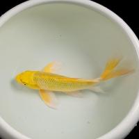 冷水锦鲤黑金白金黄锦龙凤招财黑鱼金鱼活体直销批发镇宅 黄锦鲤9-10cm3条