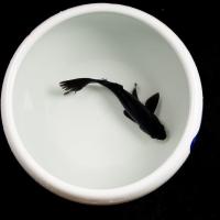 冷水锦鲤黑金白金黄锦龙凤招财黑鱼金鱼活体直销批发镇宅 黑锦鲤11-12cm1条