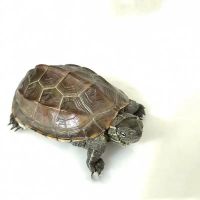 [家养乌龟]中华草龟苗金线墨龟观赏招财活体水龟小乌龟活物宠物 10克草龟龟粮[无乌龟]