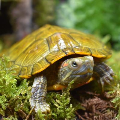 [黄金巴西]一对大乌龟活体巴西龟宠物龟家养超大黄金乌龟小批发 9-10cm[黄金龟] 单身龟[一只]
