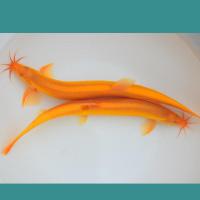 观赏鱼活体好养黄金泥鳅小金龙清道夫冷水鱼招财鱼鱼红色泥鳅 金鳅11-14厘米2条送饲料