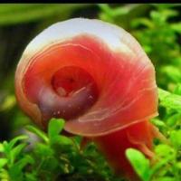 观赏黄金螺活体除藻好养苹果马来神秘紫纹斑马彩蛋黑金刚白蓝螺 全红苹果螺10只0.5-1cm