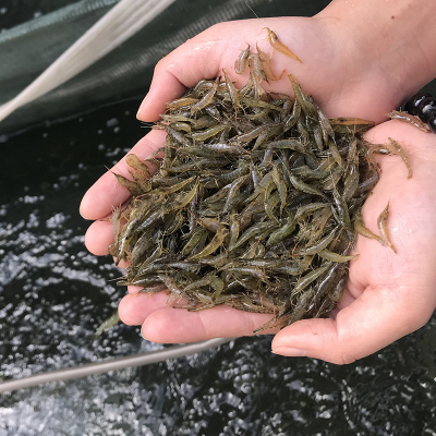 黑壳虾除藻淡水活体宠物水草虾清洁饲料工具鱼缸小草缸造景观赏虾 300只黑壳虾送100只 顺丰