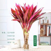 富贵竹水培绿植紫竹春冬季红细杆植物花卉盆栽新年装饰品春节