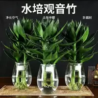 富贵竹水培植物观音竹盆栽花卉水养盆景客厅卧室净化空气绿植