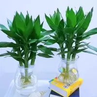 水培观音竹绿植盆栽富贵竹莲花竹水养长青植物室内客厅净化空气