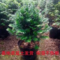 红豆杉树苗盆栽室内室外好养阳台耐寒耐旱绿植物花卉四季常青树苗