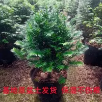 红豆杉树苗盆栽室内室外好养阳台耐寒耐旱绿植物花卉四季常青树苗