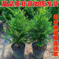 红豆杉树苗耐寒盆栽四季常青绿植室内外客厅植物净化空气吸