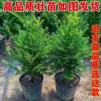 红豆杉树苗耐寒盆栽四季常青绿植室内外客厅植物净化空气吸