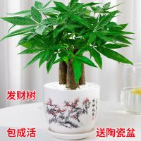 发财树盆栽室内客厅桌面绿植小盆景小发财树苗招财树吸植物