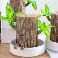 巴西木水培幸运木盆栽格鲁特树人巴西木可开花室内阳台办公桌盆栽