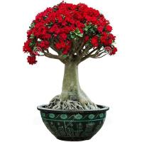 [就送工具四季开花]盆栽花卉沙漠玫瑰花苗室内绿植花卉盆景