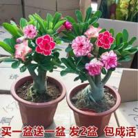 沙漠玫瑰[买一盆送一盆]重瓣花卉盆栽室内阳台四季开花耐热植物