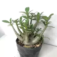 阿拉伯原生盆栽老桩观花植物好养四季开 花不断花卉绿植