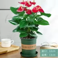精品红掌白掌一帆风顺盆栽植物水培室内净化空气吸花卉绿植