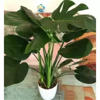 [一盆三颗]龟背竹盆栽观叶植物四季常青室内盆栽吸甲醇净化空气
