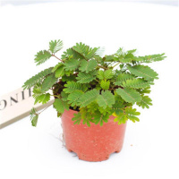 耐高温驱蚊草盆栽植物含羞草小盆栽害羞草植物趣味植物驱蚊草室内