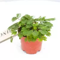 耐高温驱蚊草盆栽植物含羞草小盆栽害羞草植物趣味植物驱蚊草室内