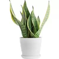 金边虎皮兰盆栽办公室四季绿植虎尾兰防辐射吸净化空气植物