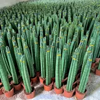 绿植棒叶旋叶虎尾兰佛前香吸稀有植物客厅绿植虎皮兰