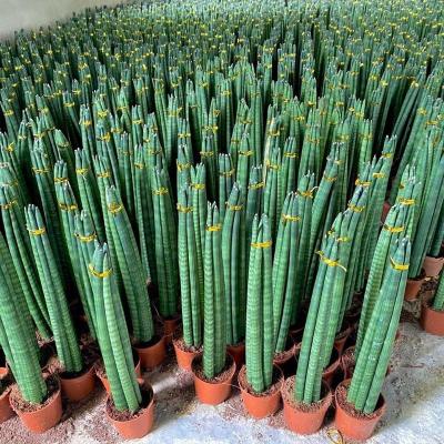 绿植棒叶旋叶虎尾兰佛前香吸稀有植物客厅绿植虎皮兰