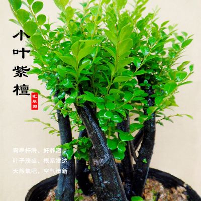 名贵小叶紫檀盆景室内绿植办公室植物紫檀树苗四季常青净化空气