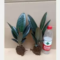 橡皮树 黑金刚盆栽净化空气室内吸四季绿植防辐射