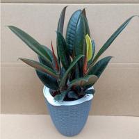 黑金刚橡皮树盆栽净室内绿色植物吸办公桌盆栽四季绿植防辐射