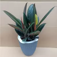 黑金刚橡皮树盆栽净室内绿色植物吸办公桌盆栽四季绿植防辐射