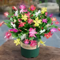 [带花苞]蟹爪兰盆栽大花苗带根室内阳台花卉可嫁接四季开花绿植
