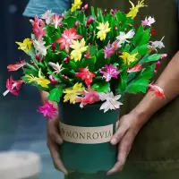 蟹爪兰花卉盆栽新款蟹脚带花苞大苗花苗室内阳台四季开花绿植批发