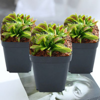 超大盆栽猪笼草食虫食人花卉水培植物茅膏菜驱蚊绿植捕虫草