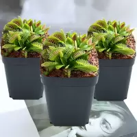 超大盆栽猪笼草食虫食人花卉水培植物茅膏菜驱蚊绿植捕虫草