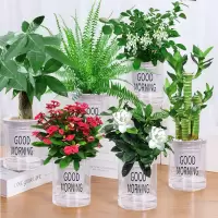 绿萝富贵竹发财树栀子花办公室内小植物水养水培盆栽懒人吸水花盆
