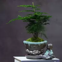文竹绿植室内盆栽植物净化空气好养办公室四季青桌面创意小型盆景