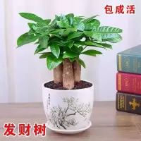 发财树盆栽室内客厅桌面绿植文竹盆栽金钱树盆栽招财树吸植物