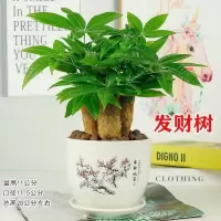 发财树盆栽植物室内办公室好养绿植水培小盆栽客厅大盆景四季常青