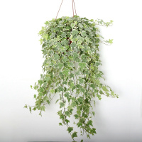 盆栽植物室内绿植水培吊兰爬藤植物常青藤藤吸绿植