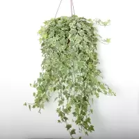 盆栽植物室内绿植水培吊兰爬藤植物常青藤藤吸绿植