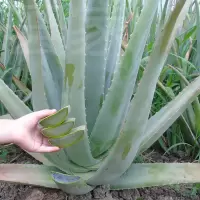 芦荟芦荟灌肤专用盆栽食用大颗新鲜食用芦荟叶