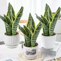 虎皮兰盆栽室内防辐射绿植花卉四季常青办公桌吸植物虎尾兰