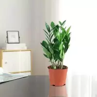 [基地直销]金钱树盆栽植物室内钱串子招财客厅绿植花卉四季常青