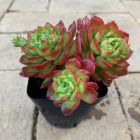 火焰蒂亚老桩多肉植物火焰山多头群生办公小摆件露养